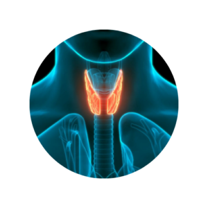 Thyroid Care